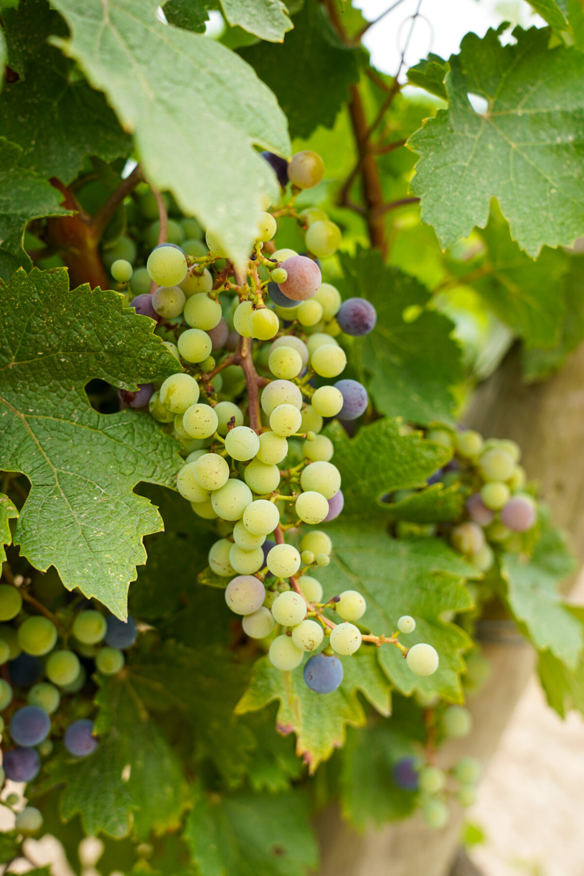 grappe de raisin Château La Coste
