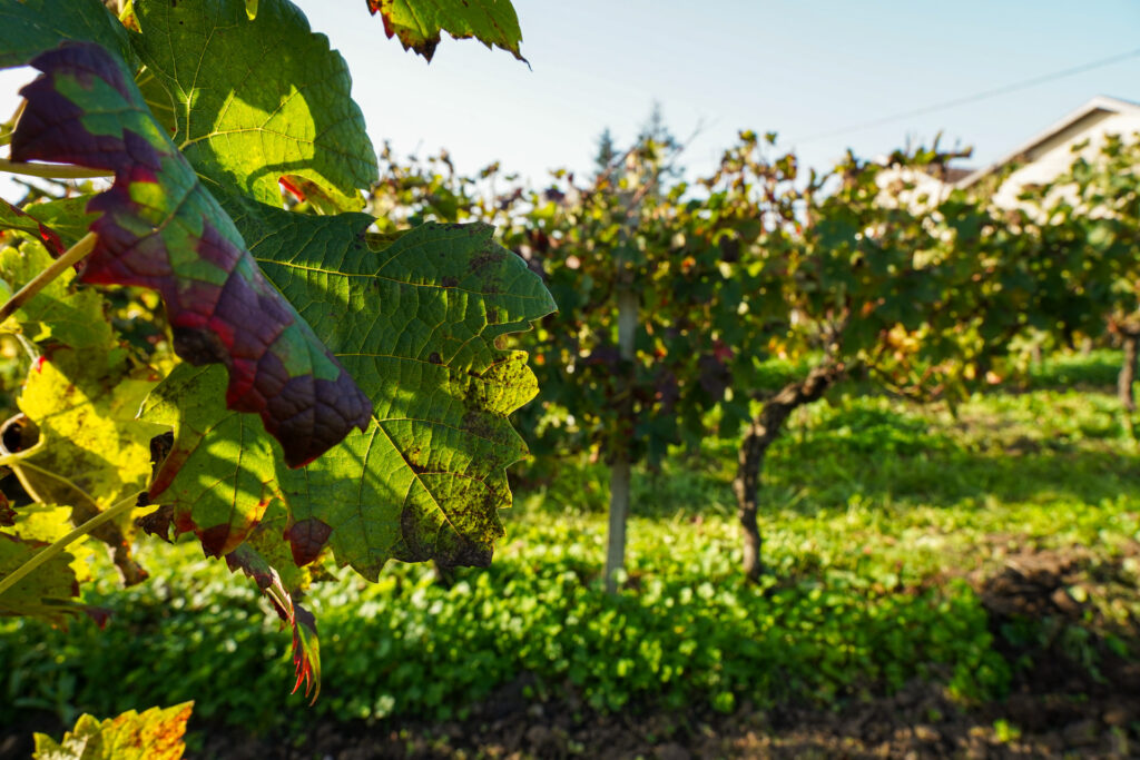 domaine chateau canon chaigneau vignes