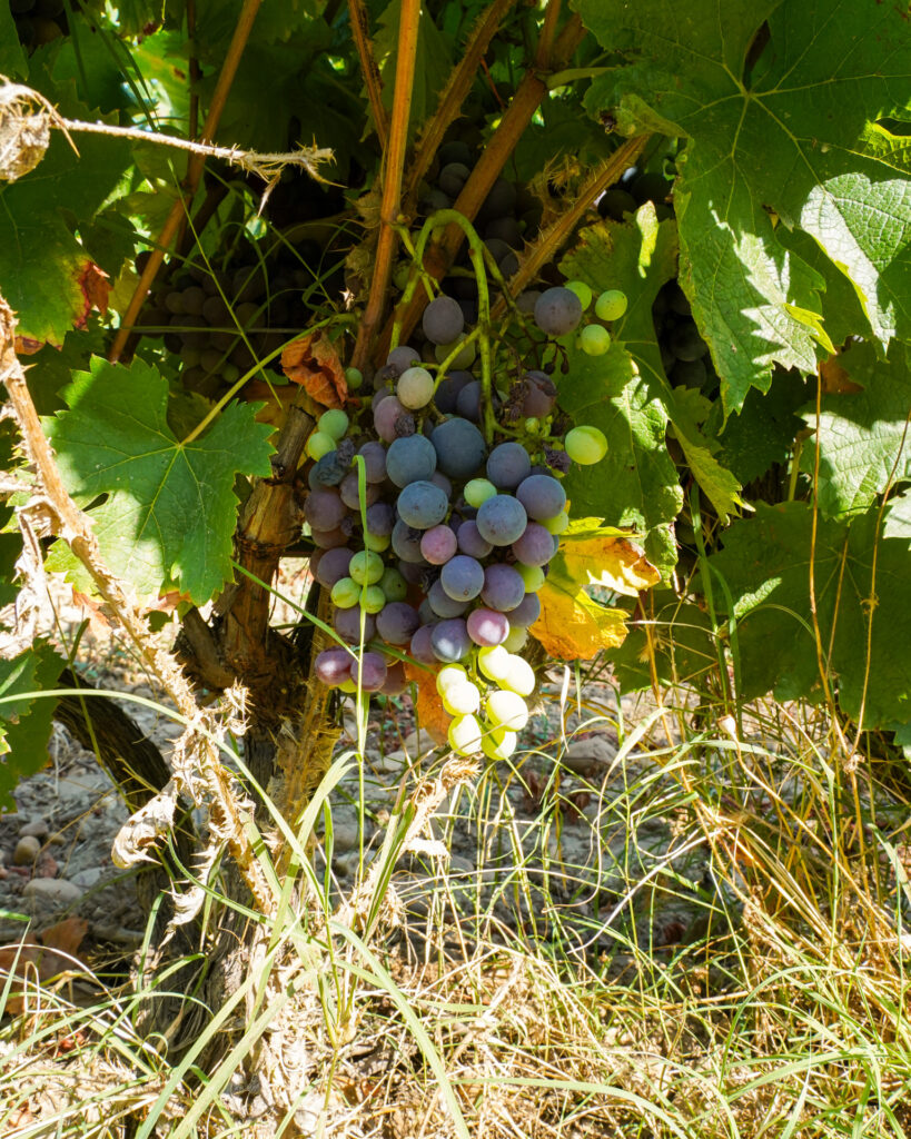 vignes chateau mourgues du gres château mourgues du grès