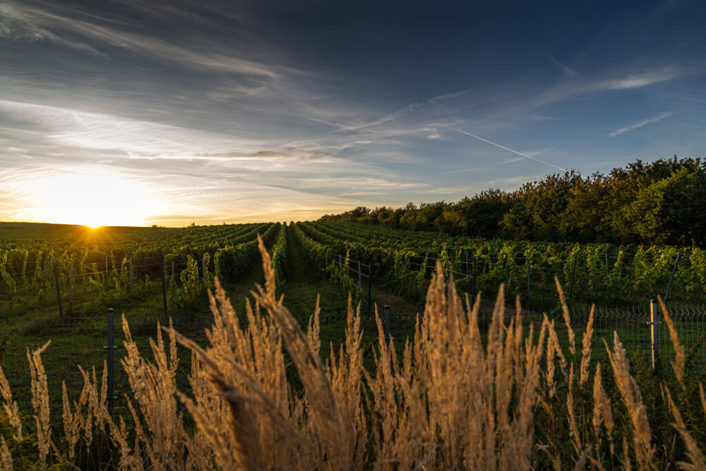 vignes winnica opera