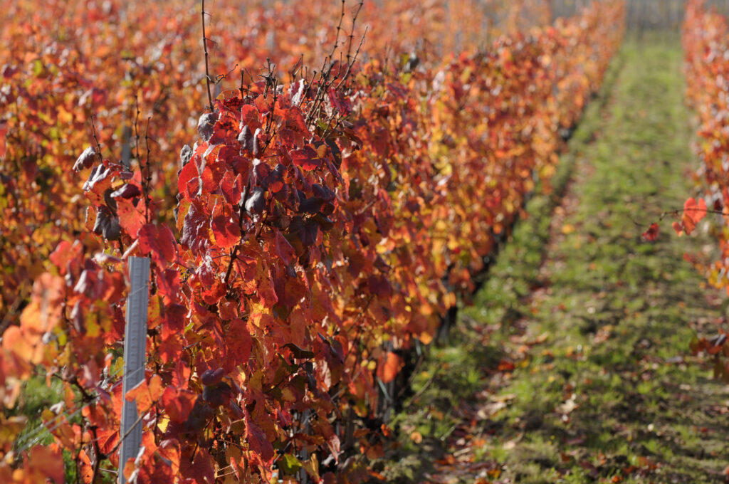 vignobles gabriel co automne stephane zamanski vignobles gabriel & co