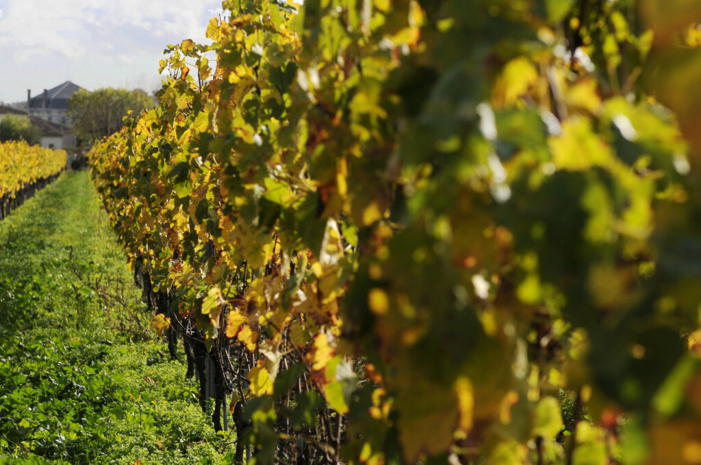 vignobles gabriel co ete stephane zamanski vignobles gabriel & co