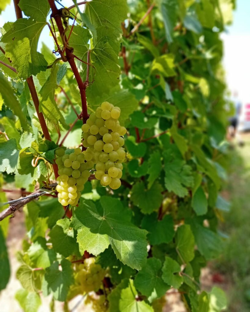 cepage chardonnay beaujolais Domaine Chevalier-Métrat