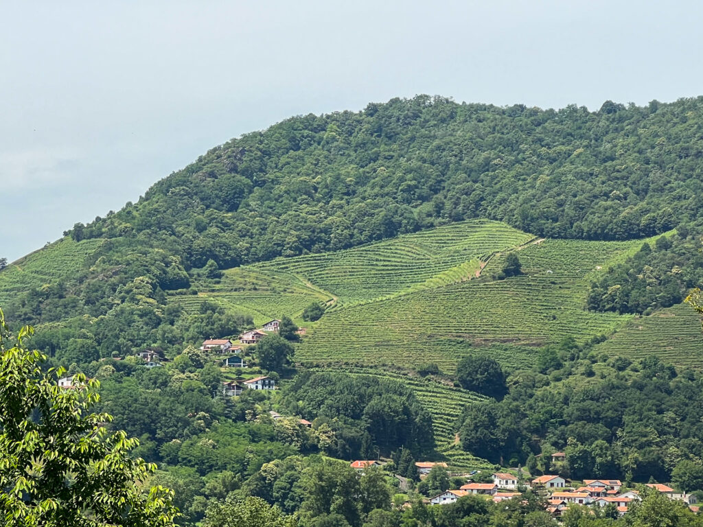 pays basque vignes aop irouleguy aop Irouléguy