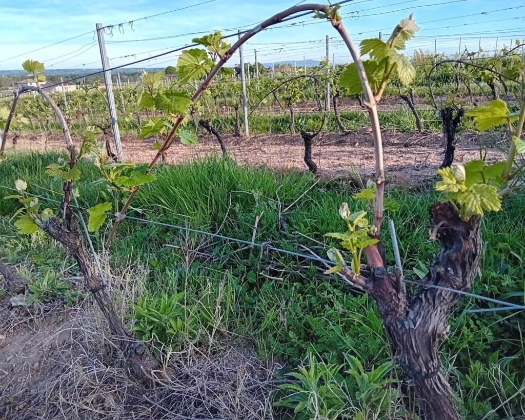 vignes domaine chevalier metrat Domaine Chevalier-Métrat