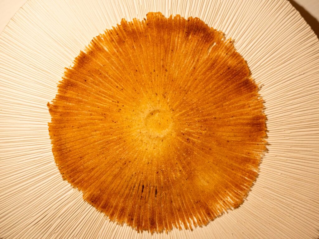 entree champignons beaufort emmanuel renaut